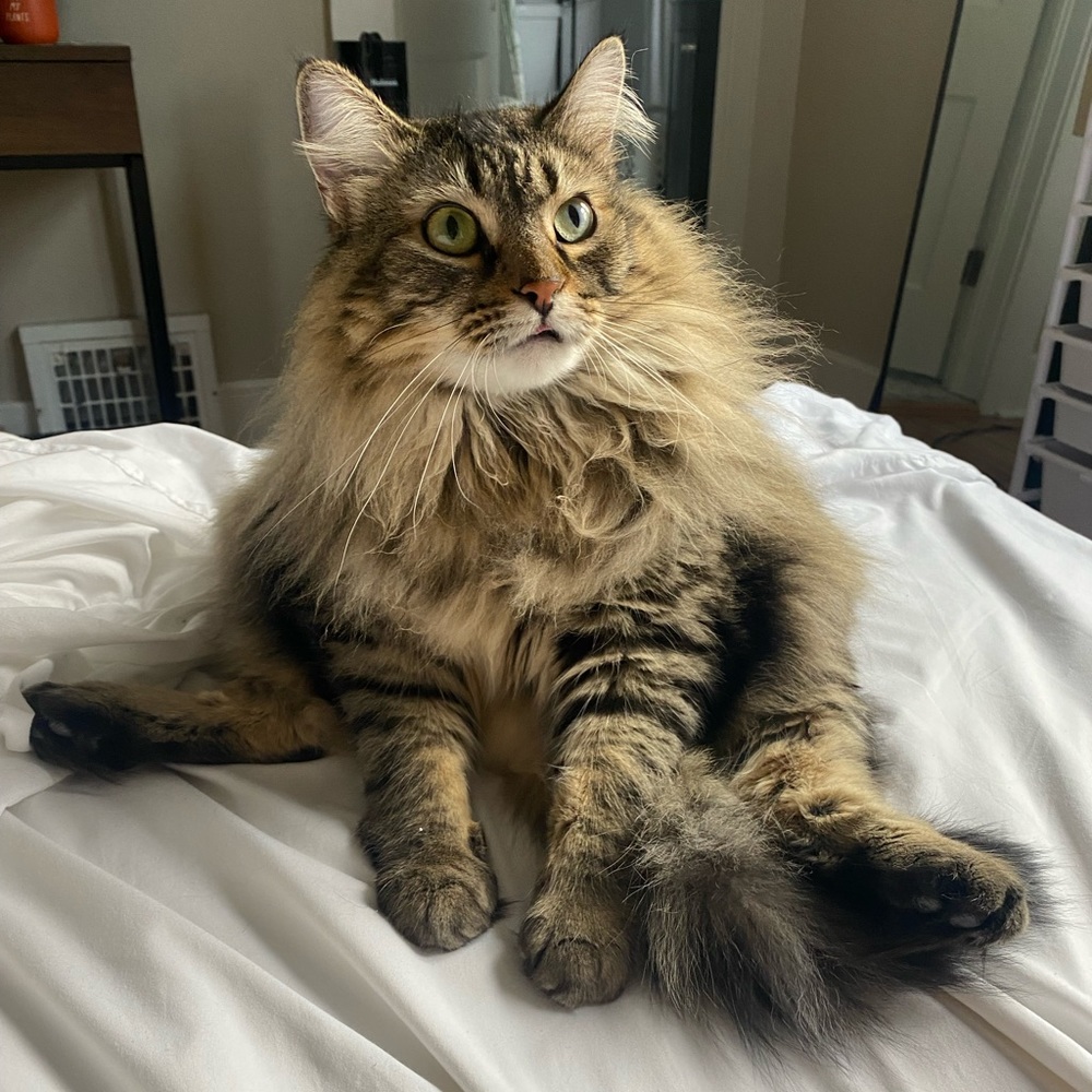 Meet your Posher, Alison